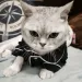 Christmas Costume For Cats WANGMEOW By PawParty Store_voghion.com