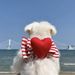 INS New Cute Heart-Shaped Breathable Chest Harness Set For Teddy Bichon Dogs Outdoor Walking Dog Leash Pet_voghion.com