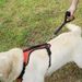 Pet One-Step Medium And Large Dogs 30cm With Handle Leash Reflective Dog Rope_voghion.com