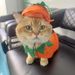 Costume divertente per feste di Halloween per animali domestici, mantello per cani di grossa taglia, cappello a forma di zucca, vestiti per gatti_voghion.com