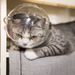 New Pet Transparent Breathable Anti-Scratch Cat Ear Space Hood_voghion.com