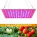 Viso spektro 200 W šviesos LED augalų lempa 220 V Phyto Grow Tent Fitolampy 300 W Quantum Board Šiltnamio apšvietimas Daržovės, gėlių sėklos_voghion.com