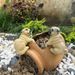 Children's Solid Simulation Animal Model Mini Bulldog Set Resin Pet Dog Cute Ornament_voghion.com