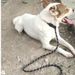 Anti-Strangle Nylon Rope P Chain Two-Color Dog Leash Foam Comfort Handle For Medium And Large Dogs_voghion.com