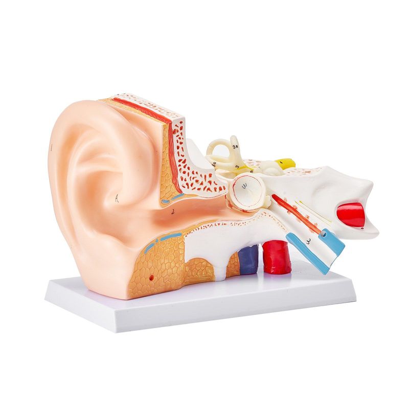 VEVOR Human Ear Anatomy Model, 3 Parts 5 Times Enlarged Human Ear Model Displaying Outer, Middle, Inner Ear With Base, Professional PVC Anatomical Ear Model For Education Physiology Study Teaching_voghion.com