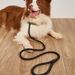 P Teddy Chain Small Medium Large Dog Golden Retriever Walking Leash Pet Supplies_voghion.com