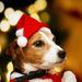 Weihnachtsmützen für Katzen und Hunde – Kuschelige Plüsch-Weihnachtsmannmütze mit langem Fellbesatz, festliches Kostümaccessoire für Kleintiere_voghion.com