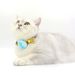 Pet Locator Protective Patent For GPS Silicone Shell Cover Cat Collar Airtag Case_voghion.com
