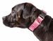 Pet Life 'Aero Mesh' 360 Degree Dual Sided Comfortable And Breathable Adjustable Mesh Dog Collar_voghion.com