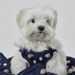 Korean INS 3D Embroidery Cute Bear Breathable Chest Harness Set Teddy Bichon Dog Outdoor Leash_voghion.com