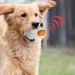 Squeaky Toy For Dogs By PawParty Store_voghion.com