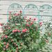 2 Pack Metal Garden Trellis 86.7" X 19.7" Rustproof Trellis For Climbing Plants Outdoor Flower Support Green_voghion.com