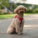 CDDMPET Harness And Leash For Small Dogs By PawParty Store_voghion.com