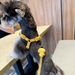 Pet Outdoor Leash Set C-Shape Duck Harness_voghion.com