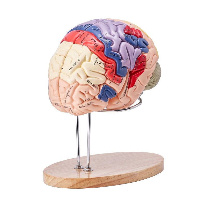 VEVOR Human Brain Model Anatomy, 2X Life-Size 4-Part Human Brain Anatomical Model With Labels & Display Base, Color-Coded Detachable Brain Model For Science Research Teaching Learning Study Display_voghion.com
