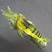 Lure 4cm Small Luminous With Hook Shrimp Bass Perch Universal For Sea And Freshwater Fishing Soft Bait Simulation_voghion.com