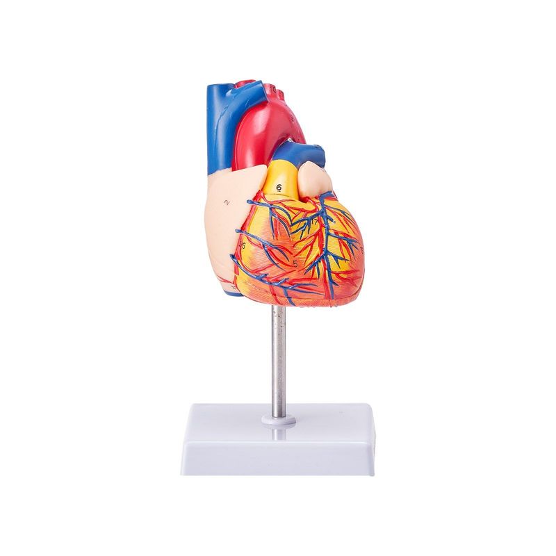 VEVOR Human Heart Model, 2-Part 1:1 Life Size, Anatomically Accurate Numbered Anatomical Heart Model With Anatomically Correct Structures, Magnetic Design, Held Together On Display Base For Learning_voghion.com