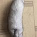 New CFA Competition Level Wand Self-Entertainment Artifact Blue Fox Tail Toy Cat Teaser Educational_voghion.com
