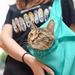 Borsa a tracolla per animali domestici traspirante di grande capacità e comoda tracolla per gatti da viaggio all'ingrosso_voghion.com