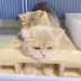 New Pet Meow Special Auxiliary Breeding Artifact Large Cat Scratching Rack Sisal Solid Wood Integrated_voghion.com