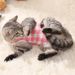 CDDMPET Sterilization Vest For Cats By PawParty Store_voghion.com