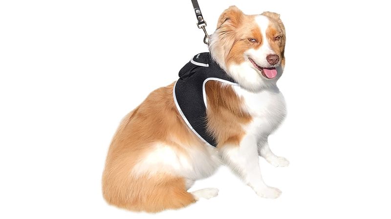 Best Pet Tracking Device Pet Tracker Portable Dog Collar with GPS System Size:XL_voghion.com