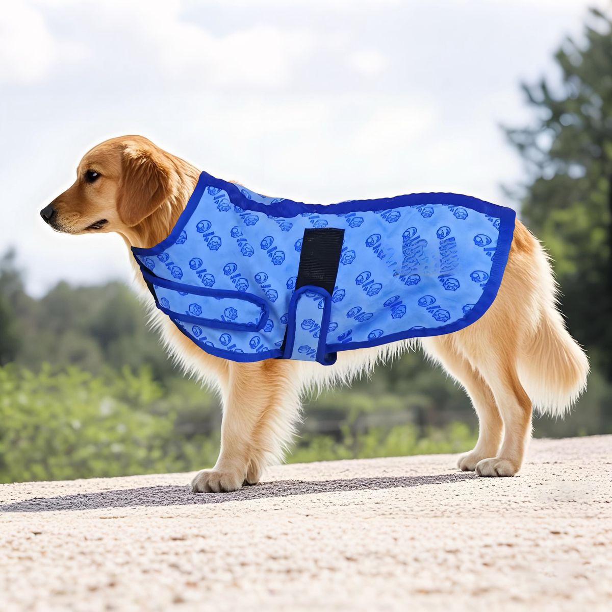 Vestiti estivi rinfrescanti per cani di taglia grande, Teddy Bichon, varie misure, protezione solare per animali domestici_voghion.com