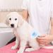 Depets Self Cleaning Slicker Brush, Dog Cat Bunny Pet Grooming Shedding Brush - Easy To Remove Loose Undercoat_voghion.com
