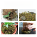 High-Quality Dry Water Moss Butterfly Orchid Succulent Dendrobium Nutrient Soil Fertilizer Seedling Grafting Turtle_voghion.com