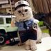 Hund Katze Lustige Polizei Transformation Stehend Outfit Halloween Schrulligen Teddy Bichon Kostüm_voghion.com