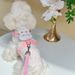 25 Spring Summer Pink Green Small Pet Outing Puppy Teddy Dog Walking Leash Chest Harness_voghion.com