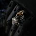 Personality Punk Style Anubis Adjustable Gothic Cool Men's Hip Hop Ring Jewelry Accessories_voghion.com
