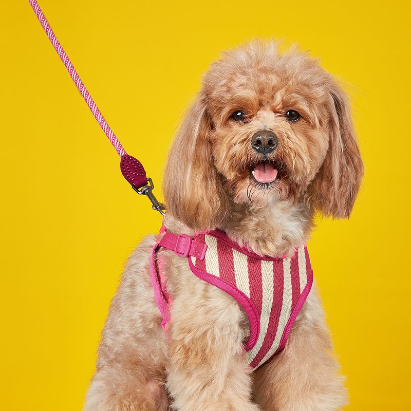 Harnais et laisse respirants et confortables pour chiens de petite et moyenne taille, accessoires pour animaux de compagnie, série de protections de poitrine florales_voghion.com