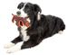 Pet Life Animal Dura-Chew Reinforce Stitched Durable Water Resistant Plush Chew Tugging Dog Toy_voghion.com