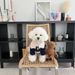 Korean Style Autumn Warm Dog Clothes Lamb Wool Cotton Coat Teddy Pomeranian Small Dogs Cats Winter Outfit_voghion.com
