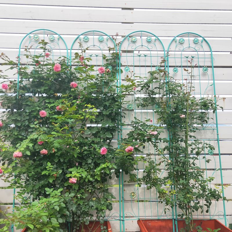 4 Pack Metal Garden Trellis 86.7" X 19.7" Rustproof Trellis For Climbing Plants Outdoor Flower Support Light Green_voghion.com