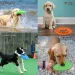 15/18/22 cm modisches Hundespielzeug, Frisbees, Silikonspiele für Hunde, interaktives Trainingsspielzeug für Welpen, Haustier von PawParty Store_voghion.com