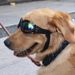 Pet Sunglass With Strap, Dog Uv Glasses With Chin Strap Adjustable, Anti-fog & Windproof Pet Goggles Sun Glasses Eye Glasses For Small Medium Large Do_voghion.com