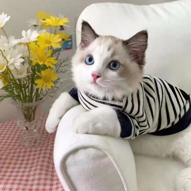 Bluza dla kota rasy Ragdoll, stylowa, dwunożna, na każdą porę roku, brytyjskie krótkowłose, wiosenne i jesienne ubrania dla psa_voghion.com