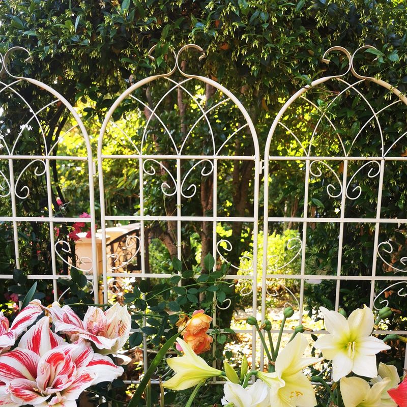 4 Pack Metal Garden Trellis 71" X 19.7" Rustproof Trellis For Climbing Plants Outdoor Flower Support Cream White_voghion.com