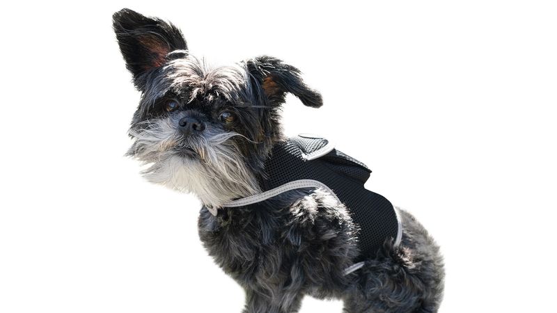 Cheap Cell Phone GPS Tracking System Waterproof Mini Collar Pet Finder Size:L_voghion.com