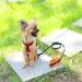 New Pet Supplies Factory Dog Leash Collar Back Mesh Breathable Clip Chest Pull_voghion.com