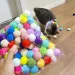 Pluh Ball Shooting Gun Cat, Self-Propelled Silent Ball Relieving Depreion, Micro-Elatic Static Sticky Toy For By PawParty Store_voghion.com