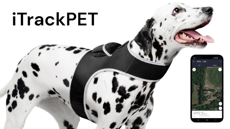 Mini Pet Tracker Collar Mount for Lost Pet Dog & Cat w/ SMS Reporting Size:S_voghion.com