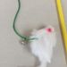 Giocattolo per animali domestici, grande asta, topo bianco, bacchetta, accessori per gatti_voghion.com