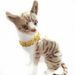 New Pet Collar Corgi Teddy French Bulldog Domineering Necklace Cat Cool Accessories Big Gold Chain_voghion.com