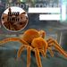 Children's Trick Toy Simulation Electric Little Spider Baby To Tease Learning To Crawl Insects Boy Gift Funny Gadgets_voghion.com