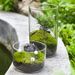 Glass Terrarium For DIY Moss & Succulent - Clear Mini Ecosystem Vase With Lid (Perfect For Hydroponic Plants, Fairy Garden Decor)_voghion.com