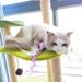 Simulation Bird Feather Stick Bell Teasing Cat Toy Scratch and Bite Resistant Pet Supplies_voghion.com