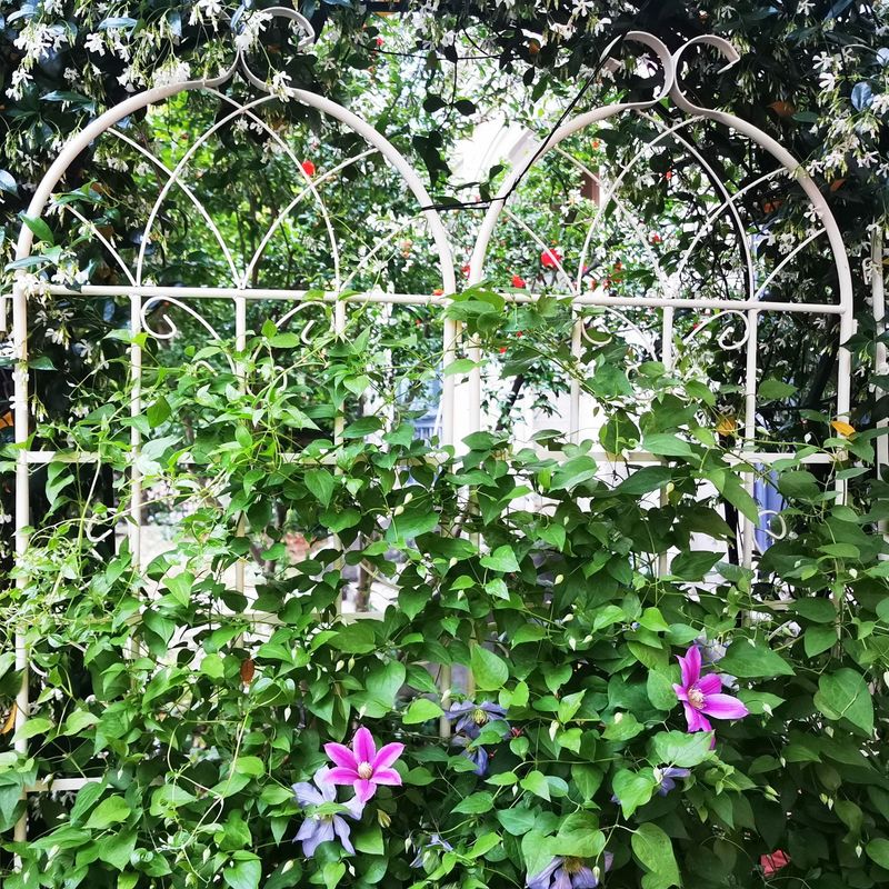 2 Pack Metal Garden Trellis 71" X 19.7" Rustproof Trellis For Climbing Plants Outdoor Flower Support Cream White_voghion.com